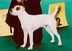 Jack Russell kutya 2