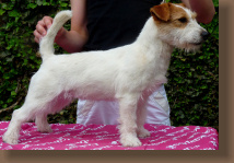 jack-russell-revans1