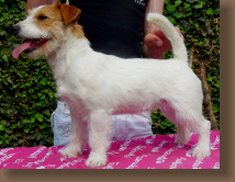 jack-russell-vespa2