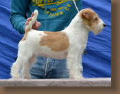 jack-russell-vespa1