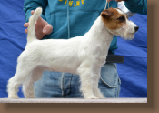 jack-russell-yucca2