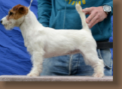 jack-russell-yucca2