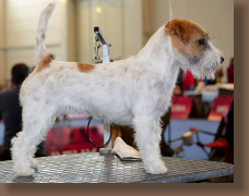 jack-russell-hunter1
