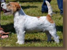 jack-russell-hunter2