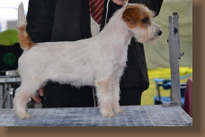 jack-russell-lilo1