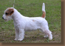 jack-russell-lilo2