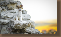 jack-russell-bon1