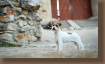jack-russell-bon2