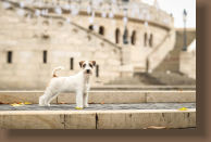 jack-russell-grace1