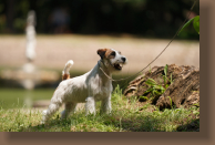 jack-russell-grace2