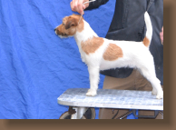 jack-russell-laconika2