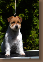 jack-russell-tasmanian