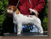 jack-russell-tasmanian2